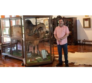 Como Brasil transformou animal sagrado de marajá indiano em revolução genética e mercado bilionário