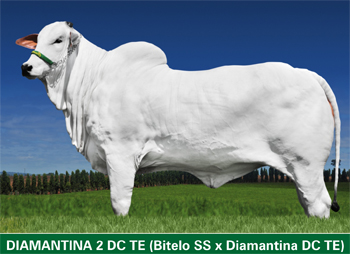  CACHOEIRA CONQUISTA VICE CAMPEONATO NA FEICORTE 