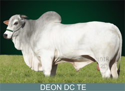 NOVO REFORÇO NA BATERIA DE TOUROS 2C