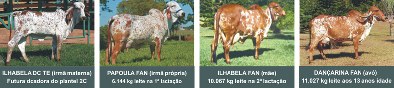  LINHAGEM MATERNA PROVADA