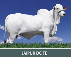 JAIPUR DC TE: CAMPEÃO BEZERRO PARANAVAÍ 2009 
