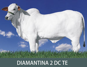 DIAMANTINA 2 DC TE RES. GRANDE CAMPEÃ EXPOINGÁ 2009 