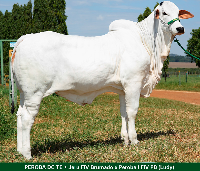 Cachoeira faz Reservada Campeã na Feicorte 2013