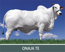 ONAJA DC TE: CAMPEÃ MATRIZ MODELO PARANAVAÍ 2009