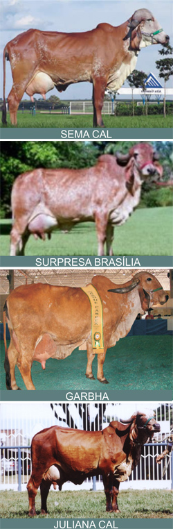 FAZENDA CACHOEIRA 2C INVESTE NA MELHOR GENÉTICA DO GIR LEITEIRO