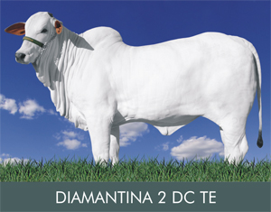 DIAMANTINA 2 DC TE RES. CAMPEÃ NOVILHA MAIOR