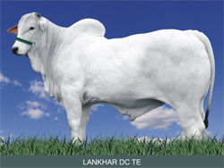 LANKHAR DC TE RES GRANDE CAMPEÃO e RES CAMPEÃO PROGÊNIE de MÃE