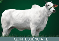 LEILÃO 2C CACHOEIRA VENDE 50% DE UMA FILHA DA HIERARCA POR R$ 227 MIL
