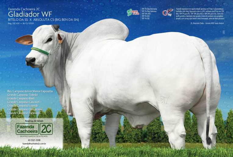 EXPO LONDRINA: CACHOEIRA 2C FATURA TRI-CAMPEONATO ACNB PARANÁ
