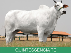 QUINTESSÊNCIA É UMA DAS RECORDISTAS DO LEILÃO PRENHEZES DE EXCEÇÃO