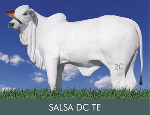 SALSA DC TE CAMPEÃ BEZERRA E CAMPEÃ PROGÊNIE MÃE