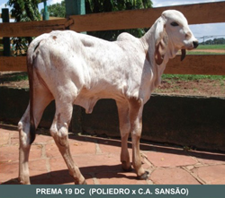  PRIMEIROS FILHOS COMEÇAM A NASCER