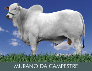 MURANO DA CAMPESTRE GRANDE CAMPEÃO EXPOINGÁ 2009 
