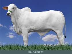 SALSA DC TE RES. CAMPEÃ NOVILHA MENOR e CAMPEÃ PROGÊNIE de MÃE 