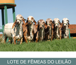 LEILÃO CACHOEIRA FEST “GIR” 2008