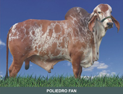 POLIEDRO FAN : CAMPEÃO TOURO JOVEM DA FEILEITE 2009