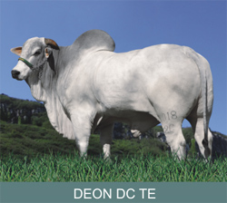 FAZENDA CACHOEIRA E ARAUCÁRIA APRESENTAM O TOURO DEON DC TE NA EXPO LONDRINA