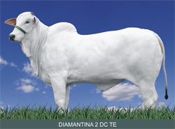 DIAMANTINA 2 DC TE RES. CAMPEÃ NOVILHA MAIOR e RES CAMPEÃ PROGÊNIE MÃE 
