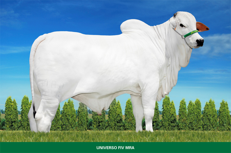 UNIVERSO FIV MRA