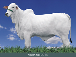  	  NISHA 133 DC TE CAMPEÃ BEZERRA