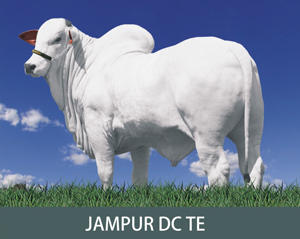 JAMPUR DC TE RES. CAMPEÃO JÚNIOR MAIOR EXPOINGÁ 2009